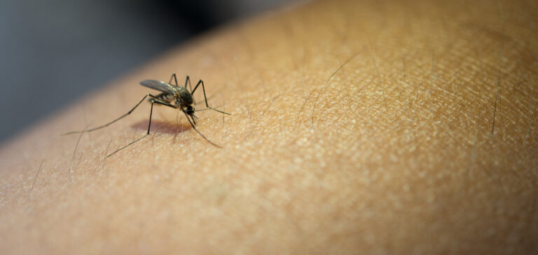 Jakie choroby przenoszą komary