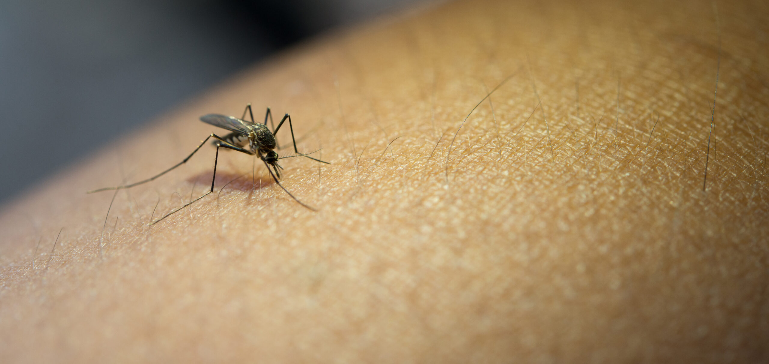 Jakie choroby przenoszą komary